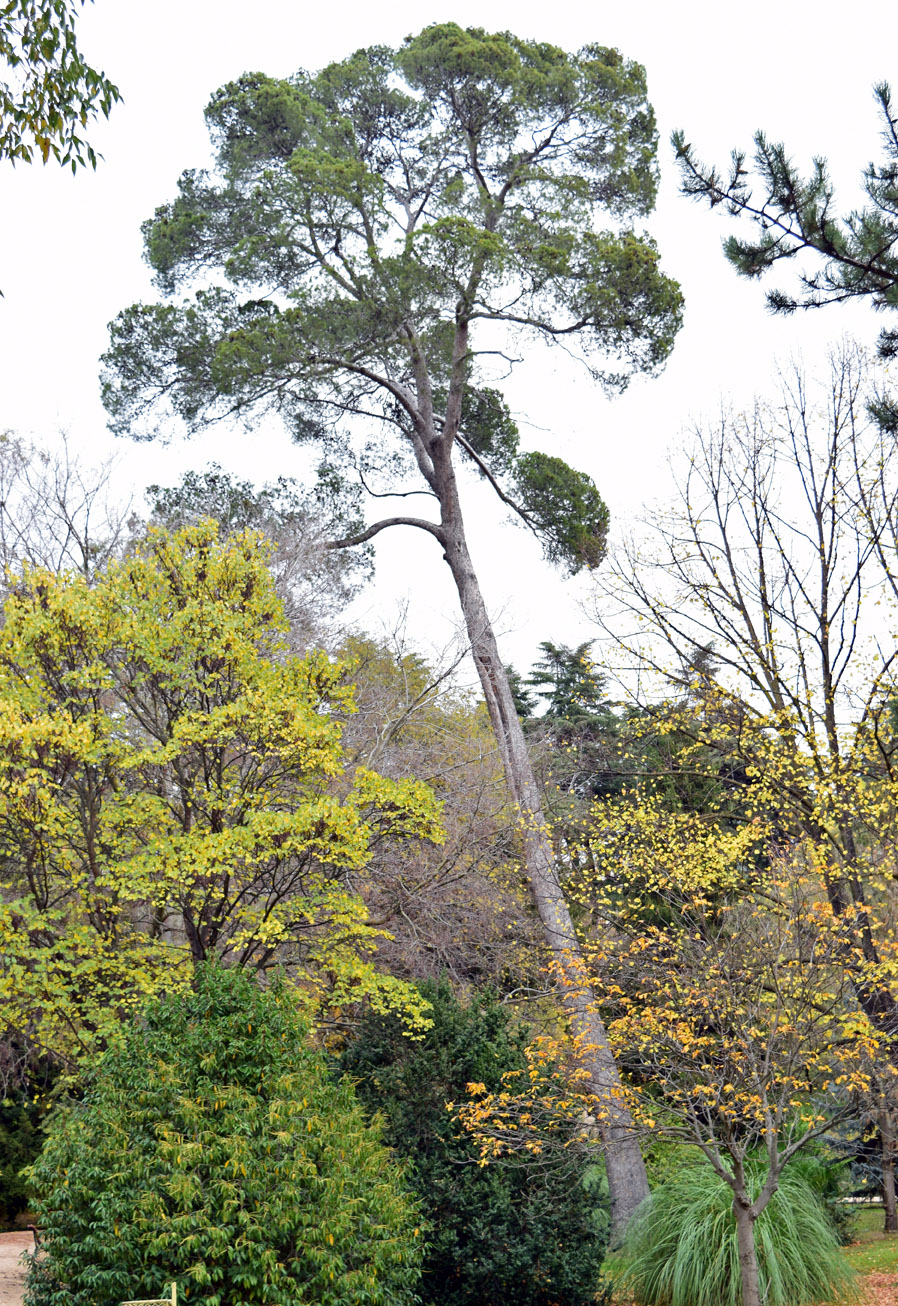 Pino carrasco, Pinus halepensis