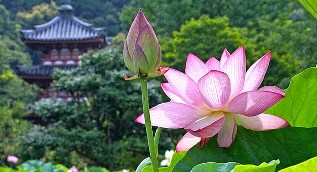 14 Principios de Thich Nhat Han