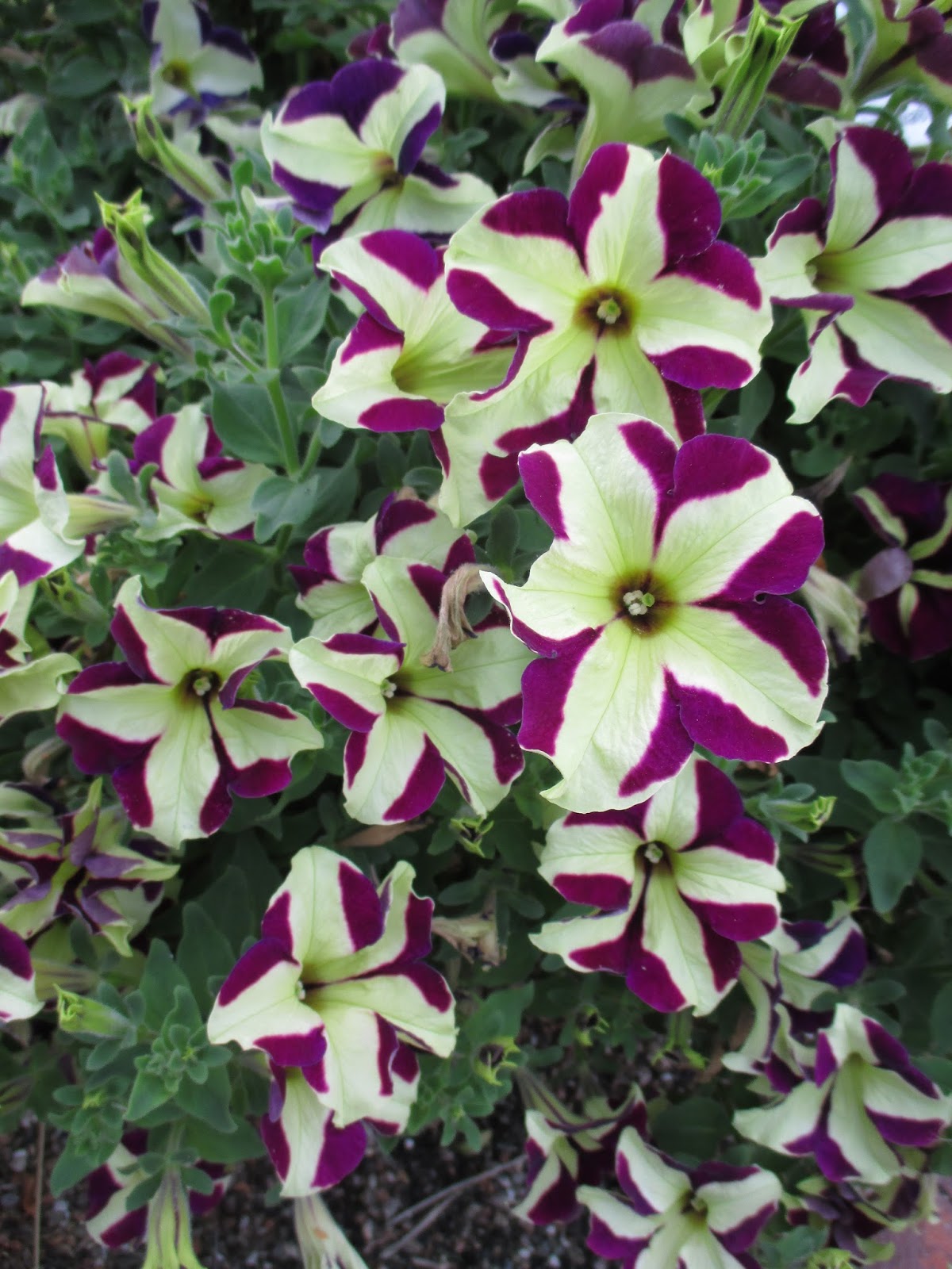 Queen Alice Oakleaf Hydrangea Cinemas 93