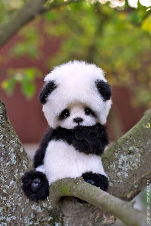 Sanal seyahat Sevimli panda resimleri