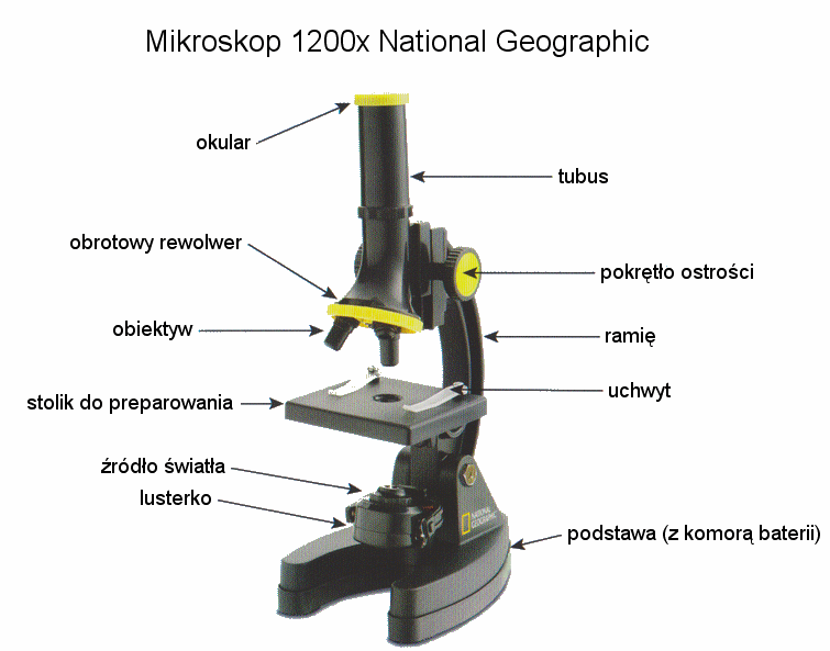 Какую функцию выполняет тубус в микроскопе. Крепление для микроскопа своими руками. Фотоаппарат на тубус микроскопа. Микроскоп с бактериями картинка.
