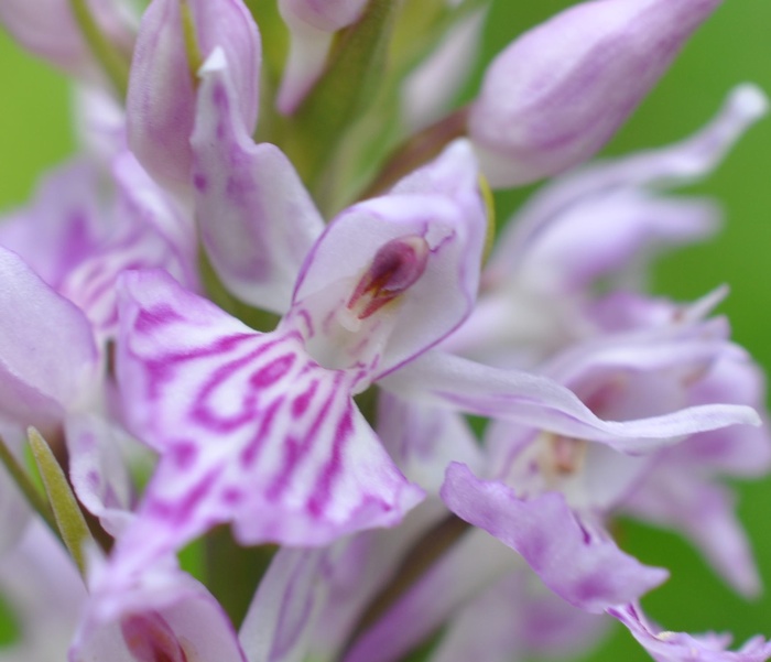 Orchis de fuchs