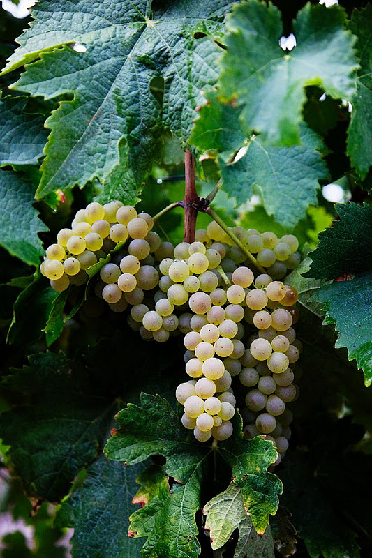 loveisspeed....... Cognac grape harvest shot at vineyards and