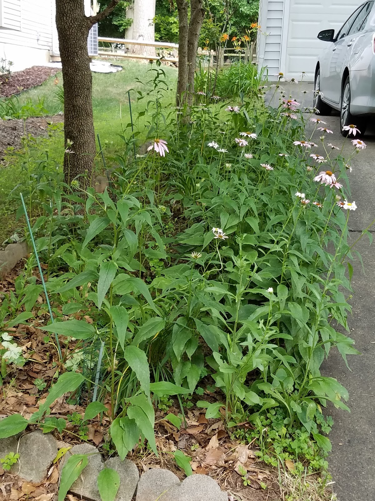 HoCo Connect Annual Rain Gardens blog
