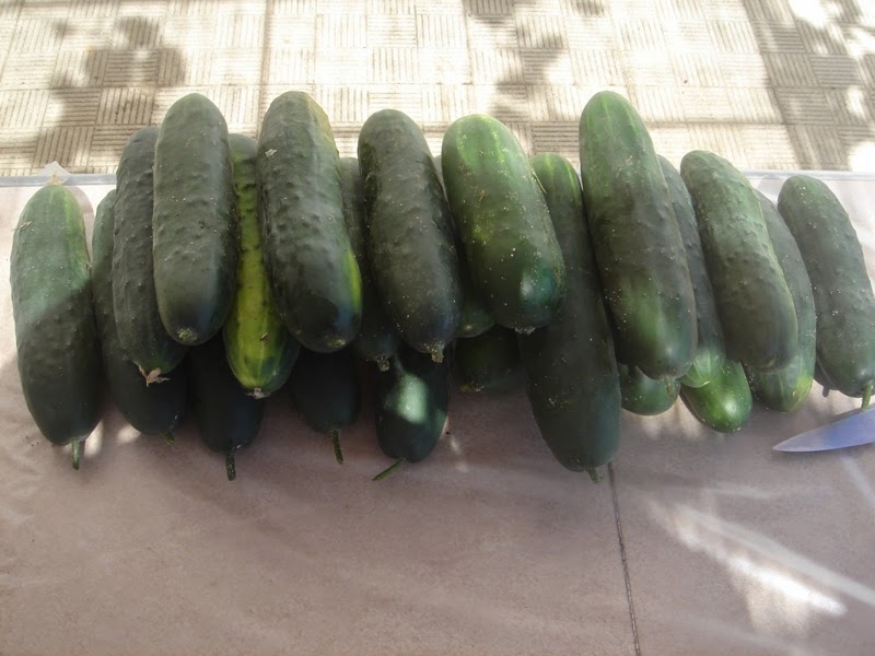 EL SEXAGENARIO PEPINOS CONSERVAR Y CONGELAR