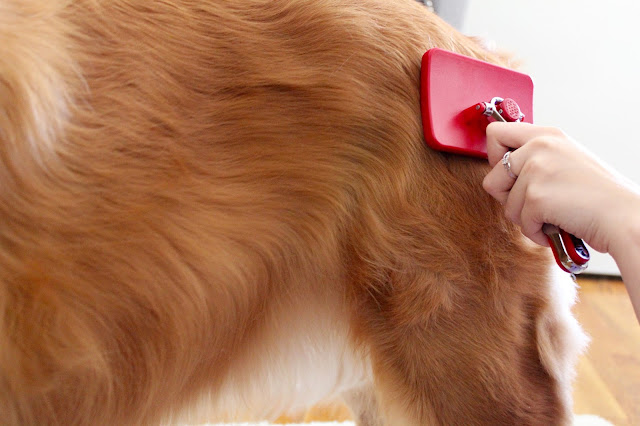Keeping your dog's coat shiny and healthy with CHI for Dogs Self Cleaning Slicker Brush