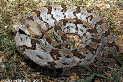 Crotalus horridus