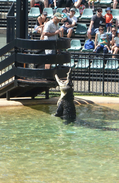 steve irwin australia zoo crocodile