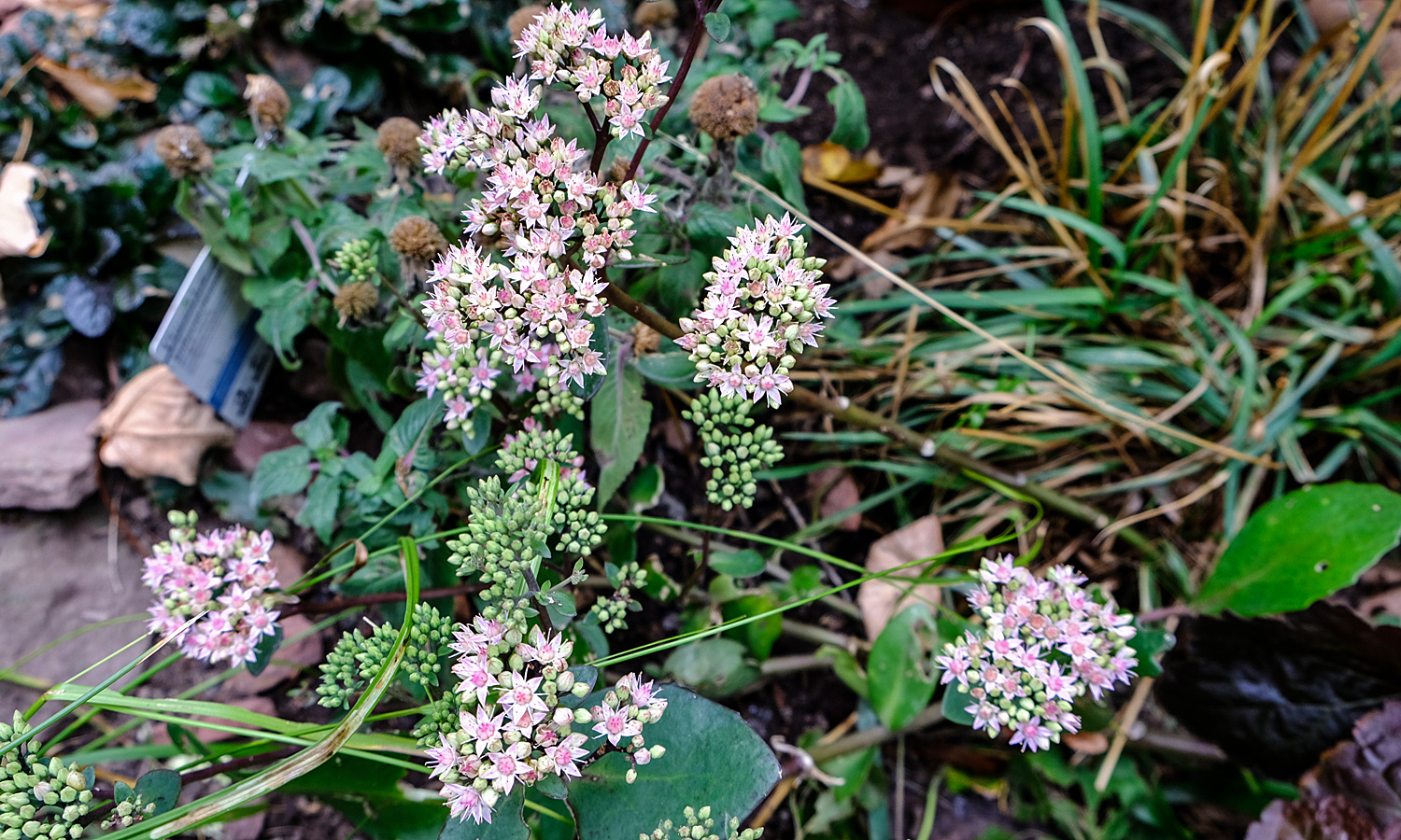 hohes sedum