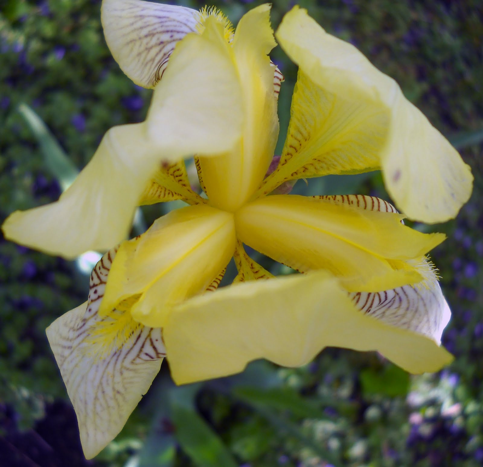 Larry&rsquo;s Photo a Day: Cemetery Iris&hellip;&hellip;..