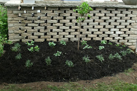After picture of new garden bed renovated by Paul Jung Gardening Services Toronto with a lavender hedge, Limelight Pee Gee hydrangea standard, Autumn Joy Sedum and Hens and Chicks