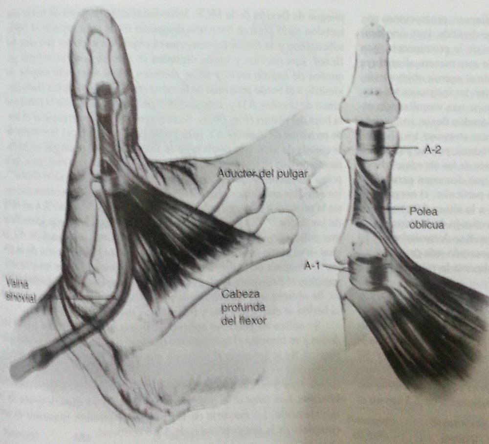 1150 POLEAS DEL SISTEMA FLEXOR DEL PULGAR 1150 POLEAS DEL SISTEMA FLEXOR DEL PULGAR