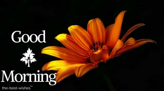 good-mornng-happy-monday-hd-images good mornng happy monday hd images