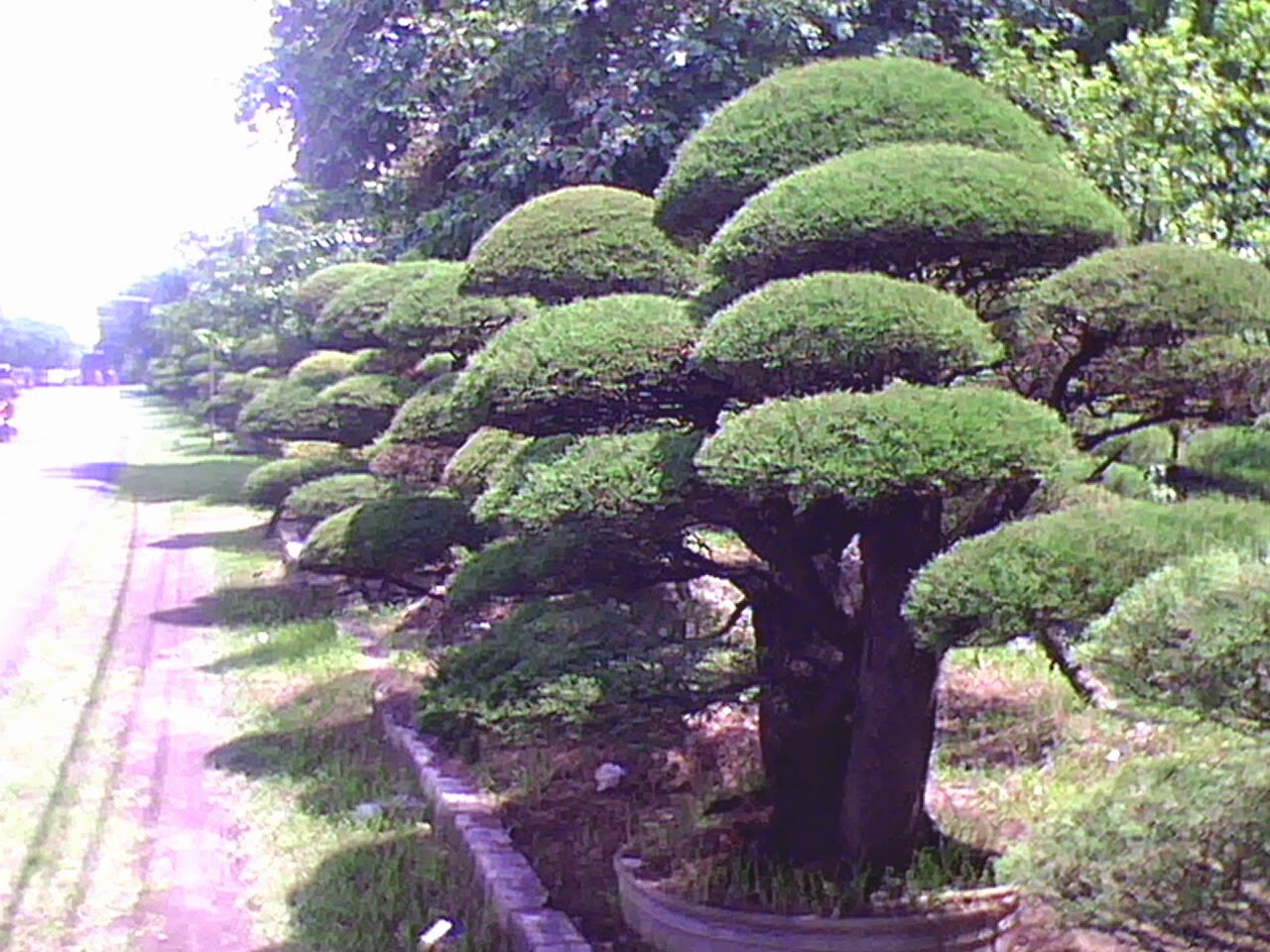 Koleksi Tanaman Hias: Pohon Cemara Udang (Casuarina equisetifolia)
