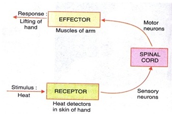 Working of Effector and Receptor - मनुष्यों में नियंत्रण और समन्वय