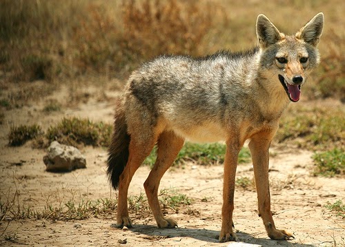 All Animals: Jackal Profile,News,Photos