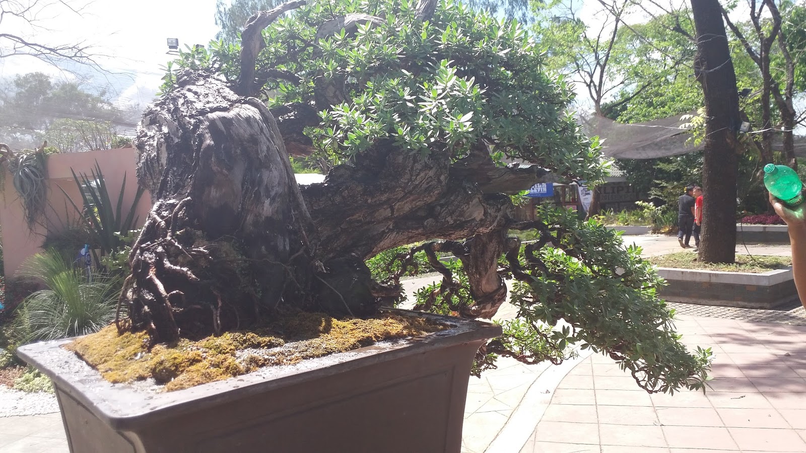 Tropical Garden Inspirations Bonsai Culture in Philippines