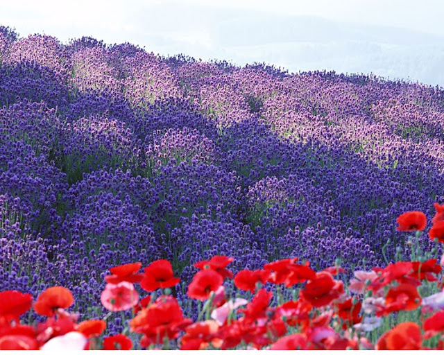 Flower Field, Biei, Hokkaido