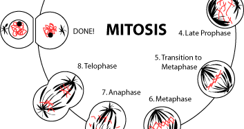 ap biology mitosis and meiosis essay