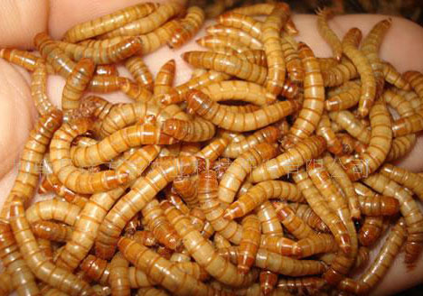 mealworms worms mealworm food nsw australia house feed her crickets