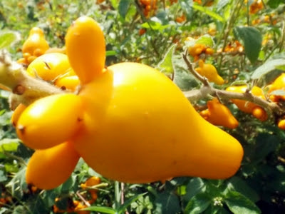 Quả dư thừa hay còn gọi là Vú dê (Solanum mammosum, thuộc họ Cà- Solanaceae)