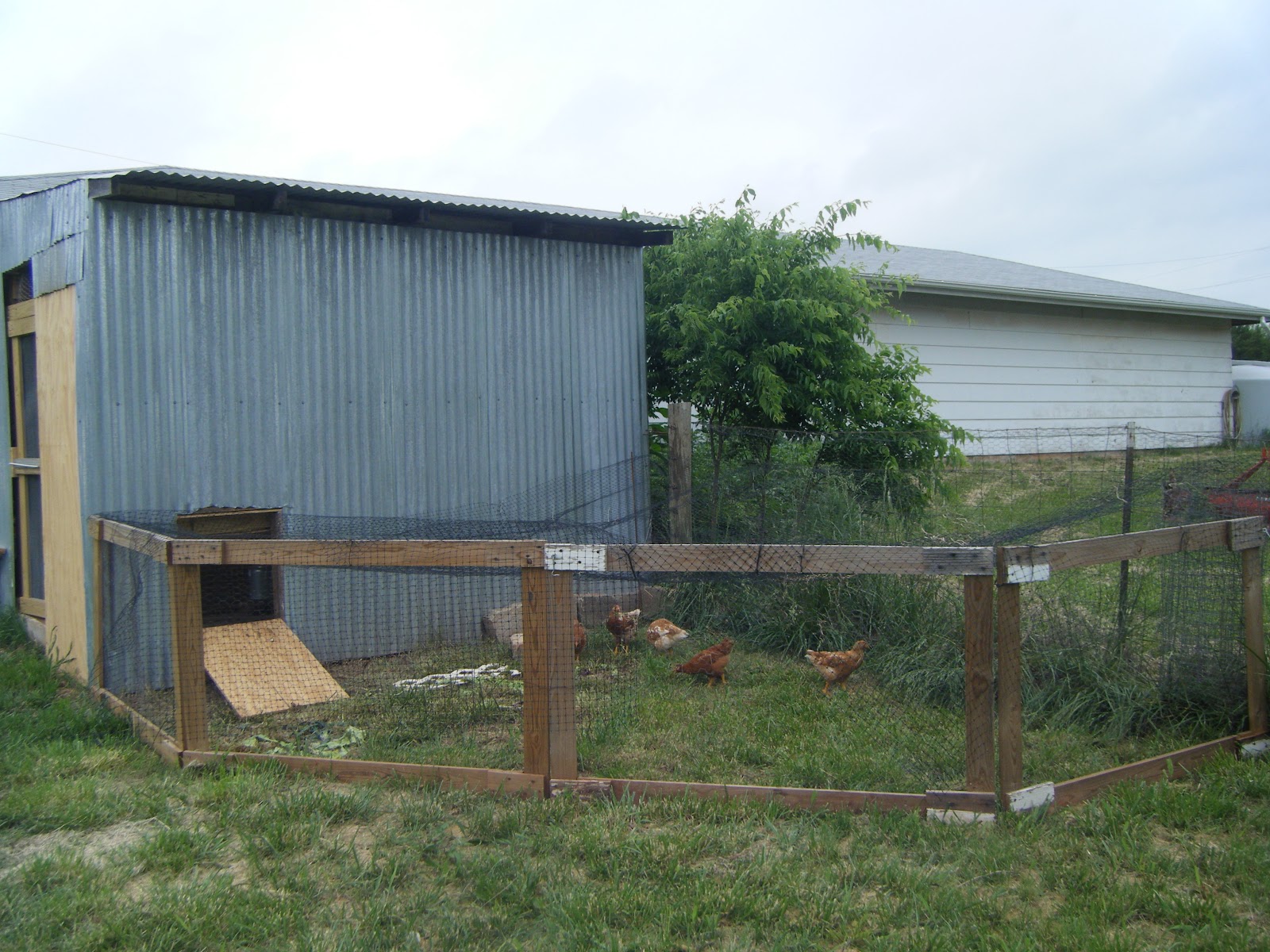 Windy Acres Diary Temporary Chicken Pen