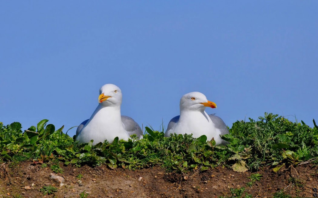 Relaxing Seagulls