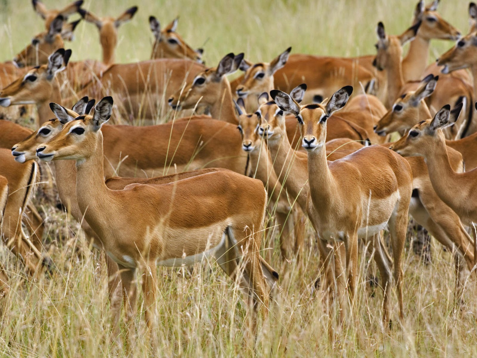 ... wild animals pets of Africa: Beautiful dangerous African Antelope