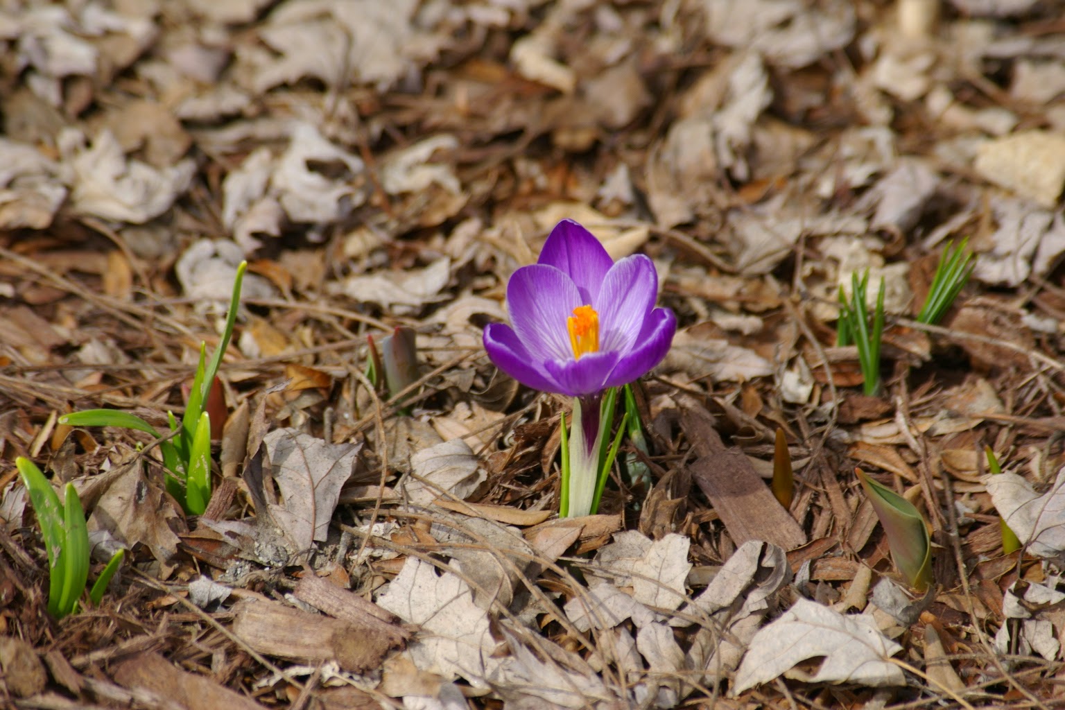 JUST DUCKY!: March 2015