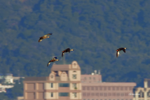 許多花嘴鴨在溼地上空飛行 關渡自然公園