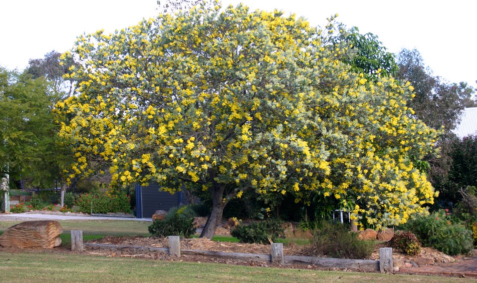 Toowoomba Plants Still my Favourite Winter Flowers