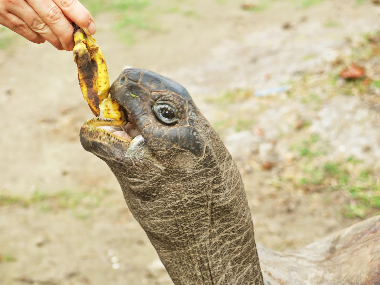 Curieuse Island på Seychellerna jättesköldpadda