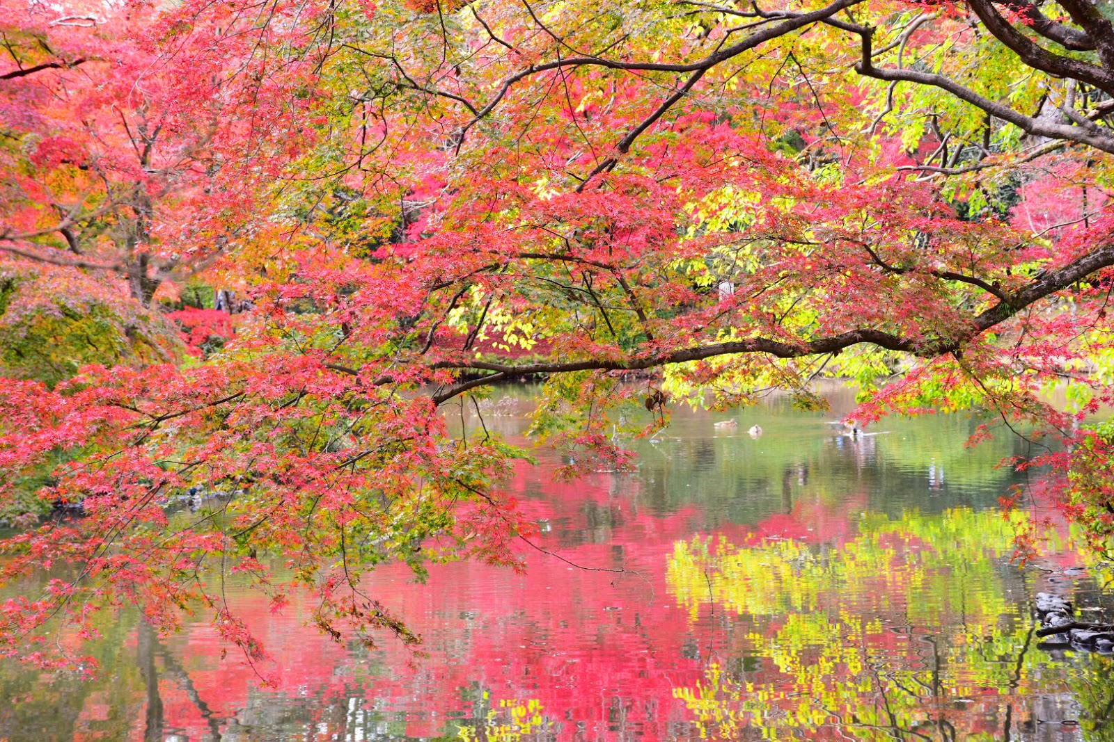 關西賞楓 京都 意外的世外桃源京都府立植物園