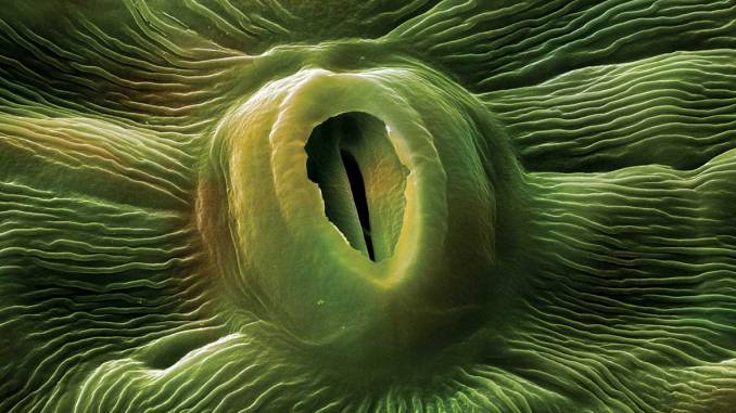 Coursework bank stomata 08 image