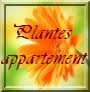 Plantes -Appartement
