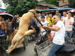 STOP THE YULIN DOG MEAT EATING FESTIVAL