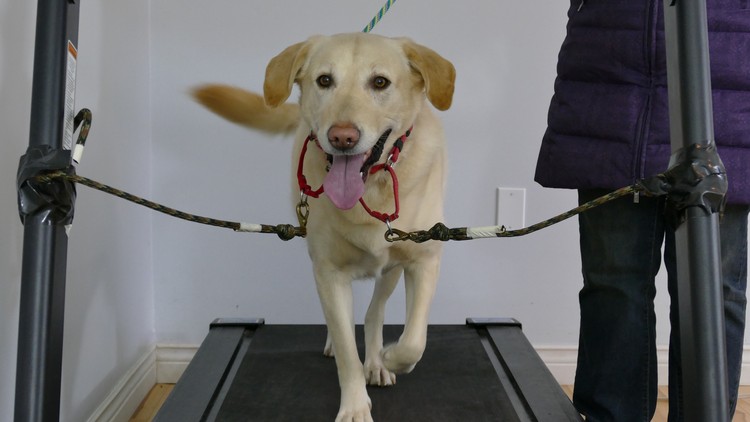 Dog Training: Train your dog to walk on a treadmill - Udemy Free Course