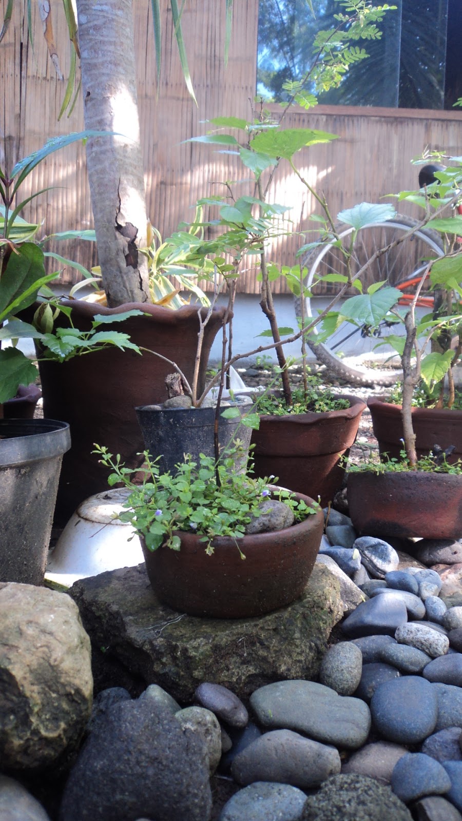 My Rock (Pebbles) Garden