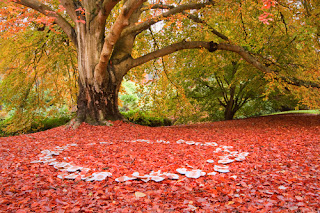 Fairy Ring on a bed of autumn leaves Mushroom fairy ring in autumn leaves under a large tree
