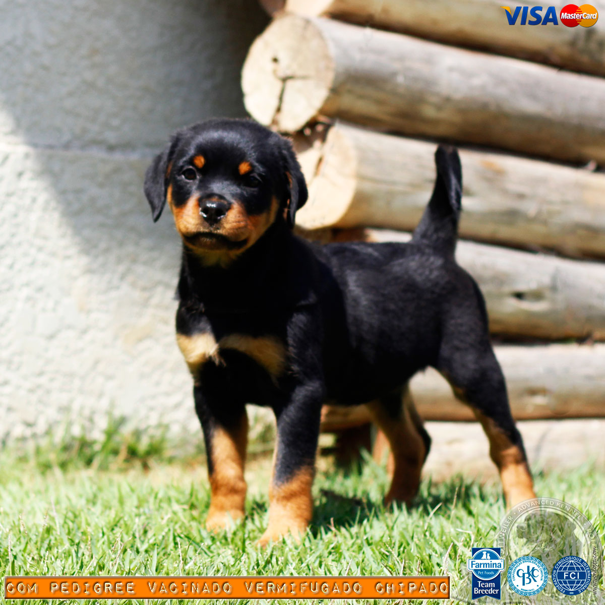 Filhote de Rottweiler