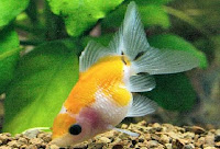 Pearlscale Goldfish in Yellow Coloration