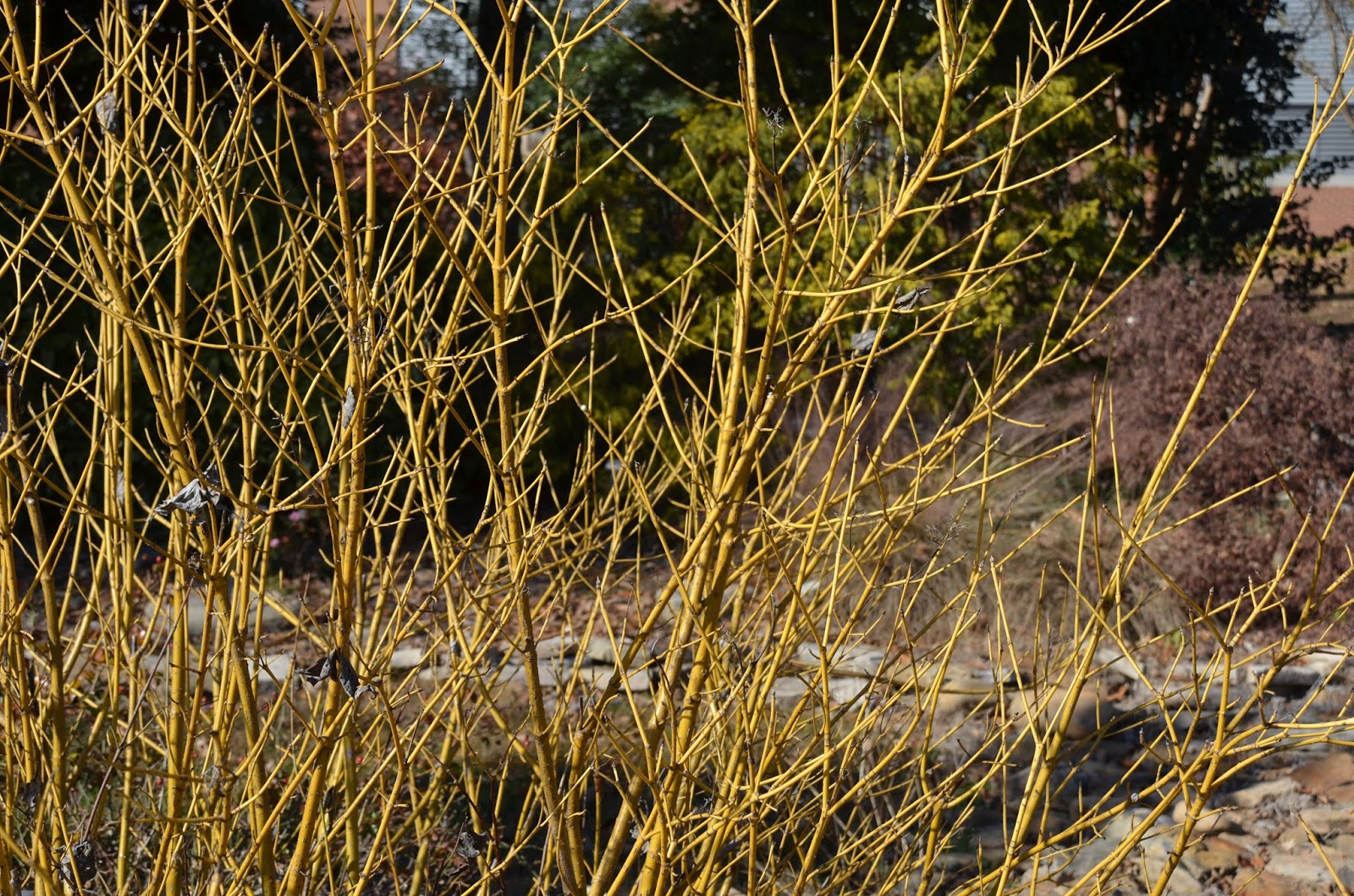 The Joyce Road Neighborhood Red Twig Dogwood