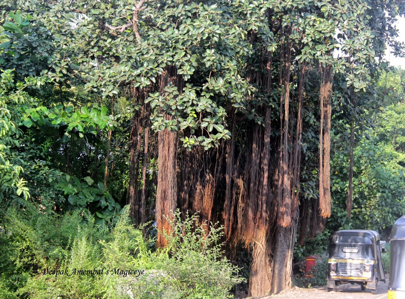 Mumbai Daily Our world