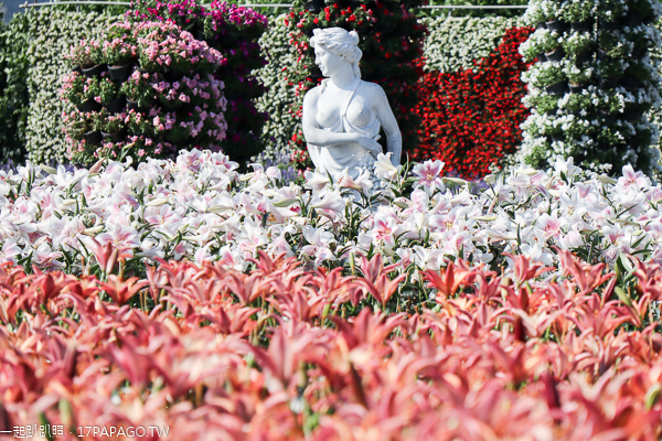 台中后里|中社花市|2019百合花和數十種花海美翻天|婚紗外拍熱門景點 台中后里|中社花市|2019百合花和數十種花海美翻天|婚紗外拍熱門景點