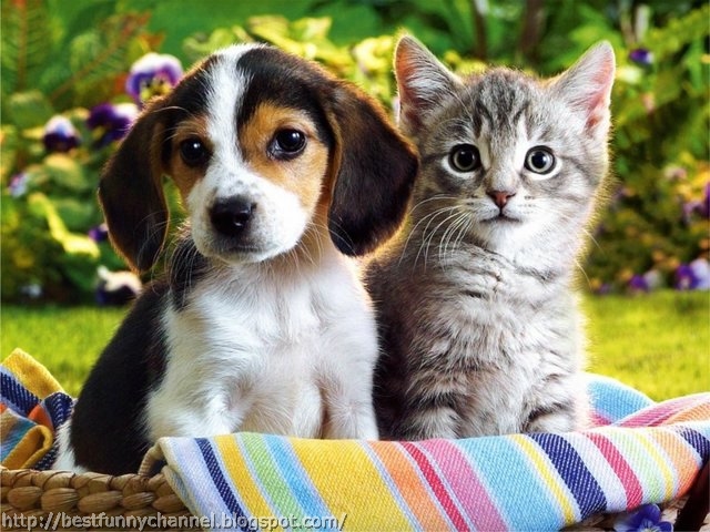 Puppy and kitten.