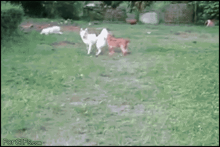 5.gif
