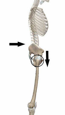Sartorius muscle, Knee pain and Postural Alignment - The Anatomy of Thai Yoga Massage