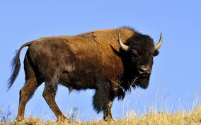 wild-animal wild-animal