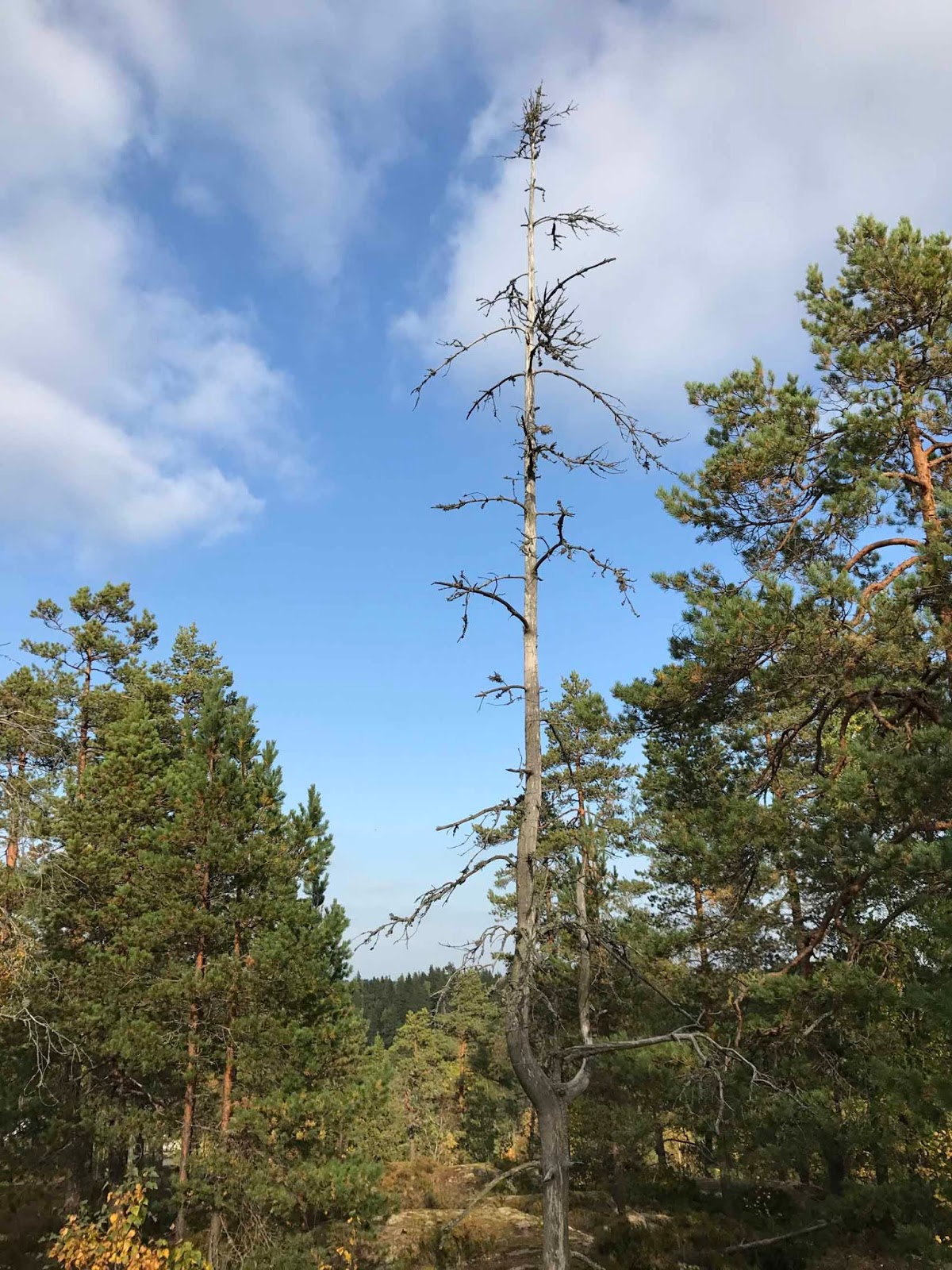 Nuuksion kansallispuiston maisemia Kelopuu