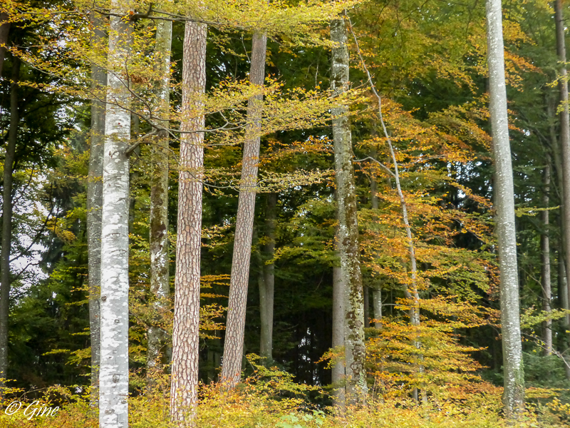Les images du jour de Gine Le bois jaune